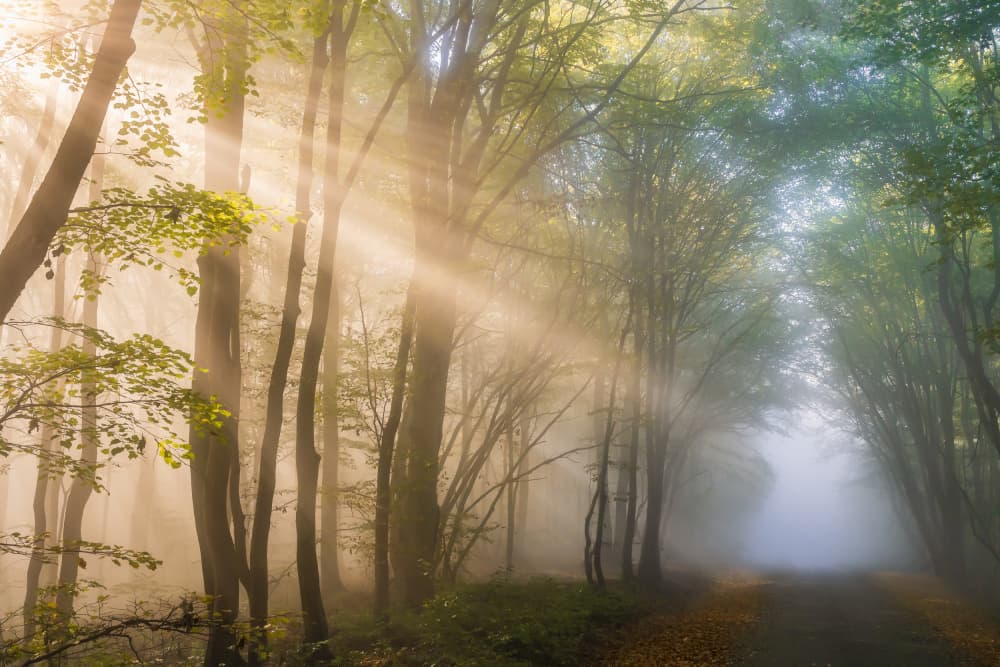 Sunlit Misty Forest Path by Eduard Andrica — canvas wall art