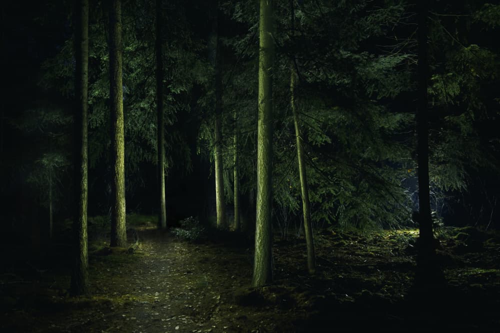 Dark Woodland Path by Liesbeth van Asselt — canvas wall art