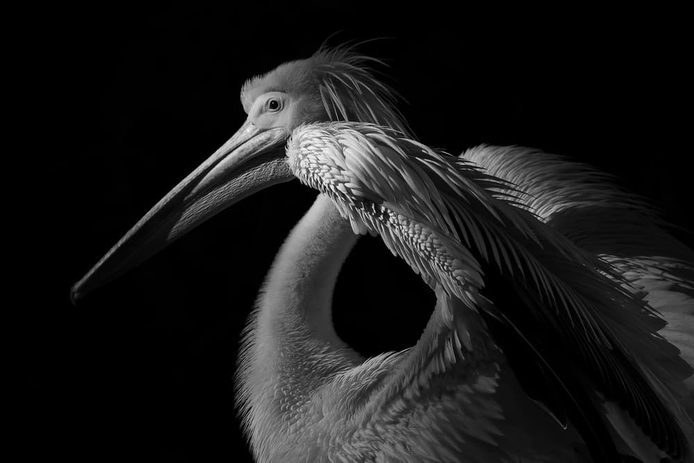 Dramatic Pelican Portrait by Natalia Rublina — canvas wall art