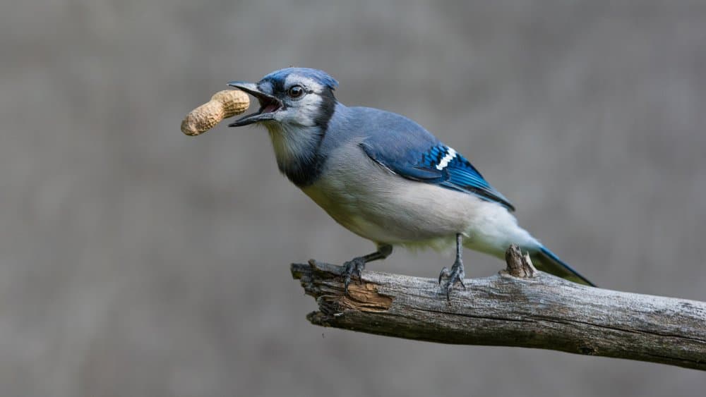 Blue Jay With Peanut by Patrick Dessureault — canvas wall art