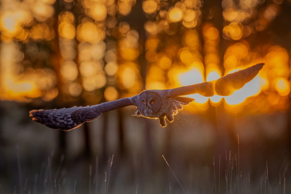 Golden Sunset Owl Flight by Max Wang — canvas wall art