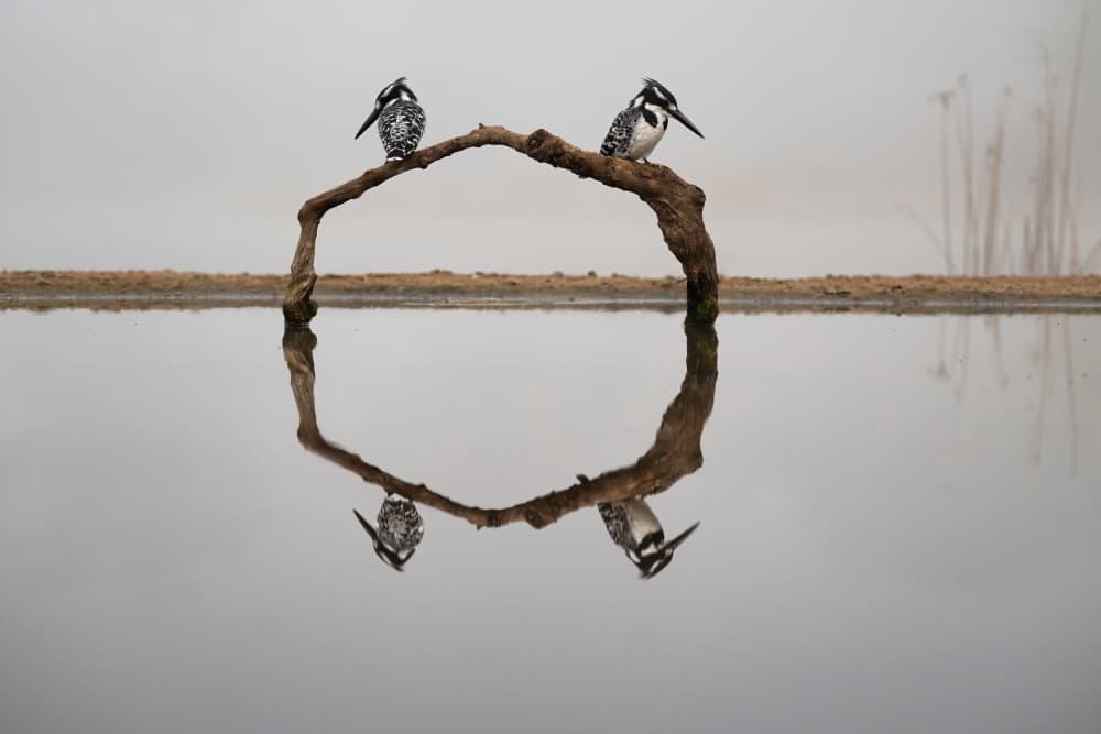 Kingfishers and Still Water by Marco Pozzi — canvas wall art
