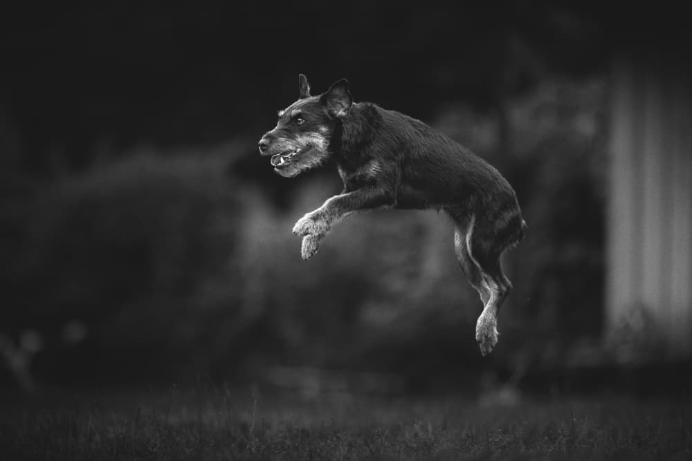 Jumping Dog Action by Pali Gerec — canvas wall art