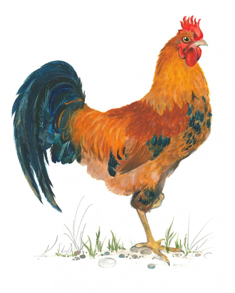 Vibrant Rooster Scene by Isabelle Brent — canvas wall art