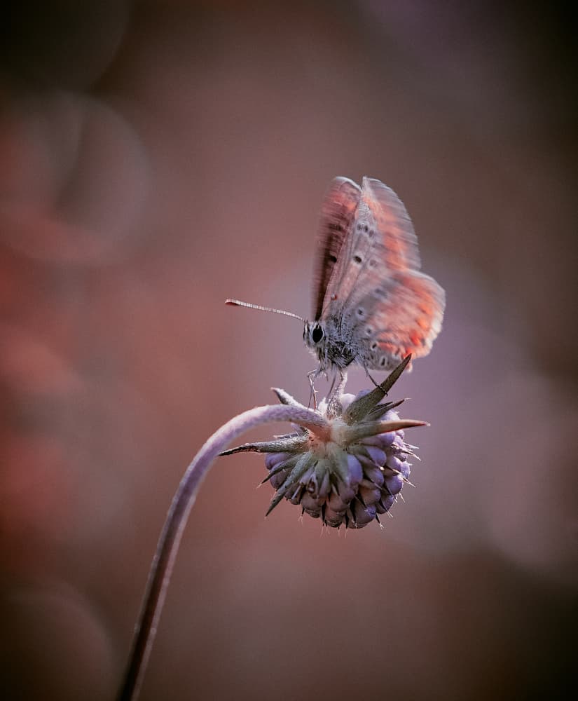 Delicate Butterfly Bloom by Stuart Williams — canvas wall art