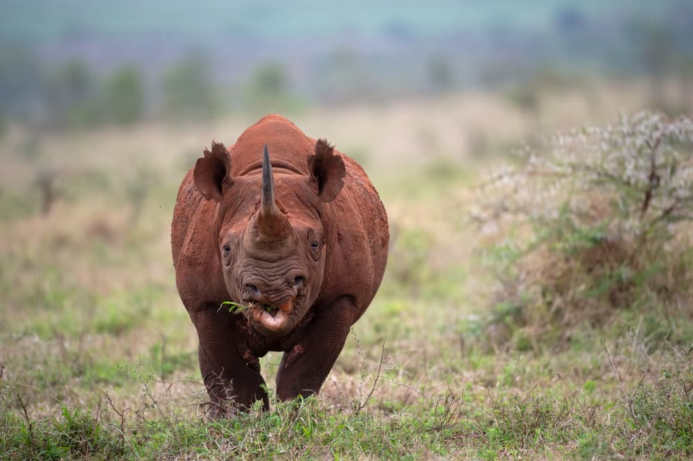 African Rhino Approaches by Marco Pozzi — canvas wall art