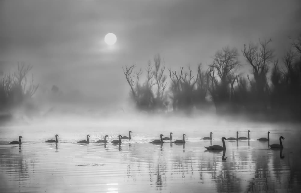 Swans in Morning Fog by ANNA AN — canvas wall art