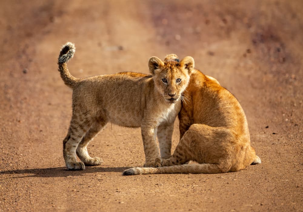 African Lion Cubs by Jaco Marx — canvas wall art