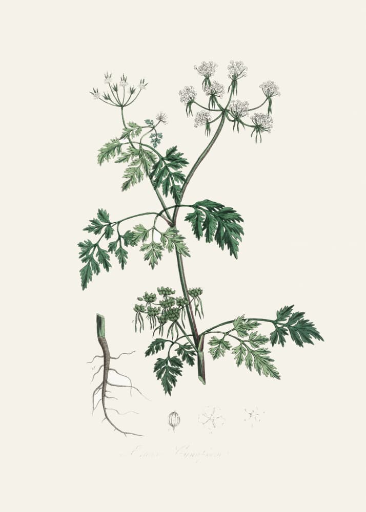 Poison Parsley (aethusa Cynapium) Medical Botany by John Stephenson and James Morss Churchill — canvas wall art