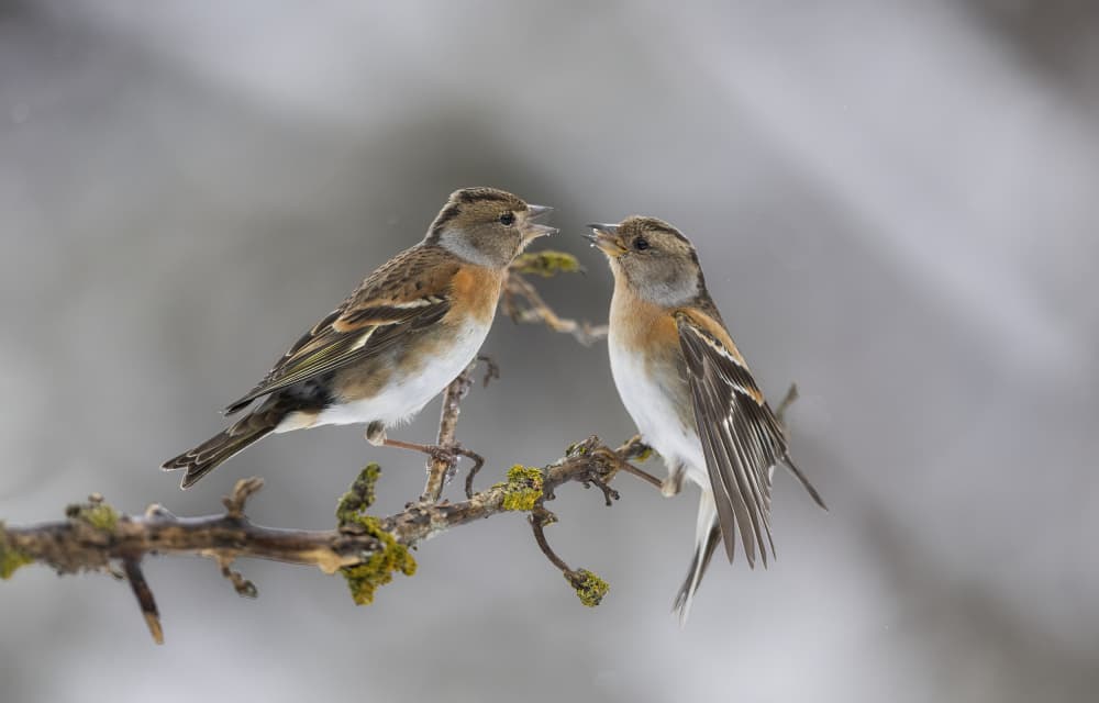 Winter Finches Conversation by Marco Barisone — canvas wall art