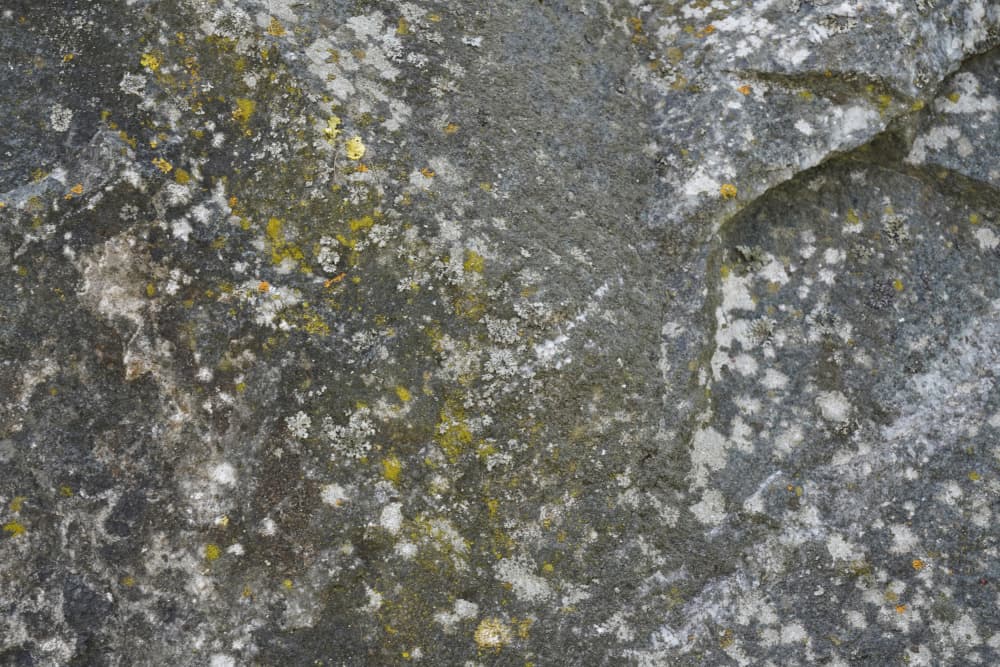 Lichen Covered Rock Texture by Bilge Paksoylu — canvas wall art