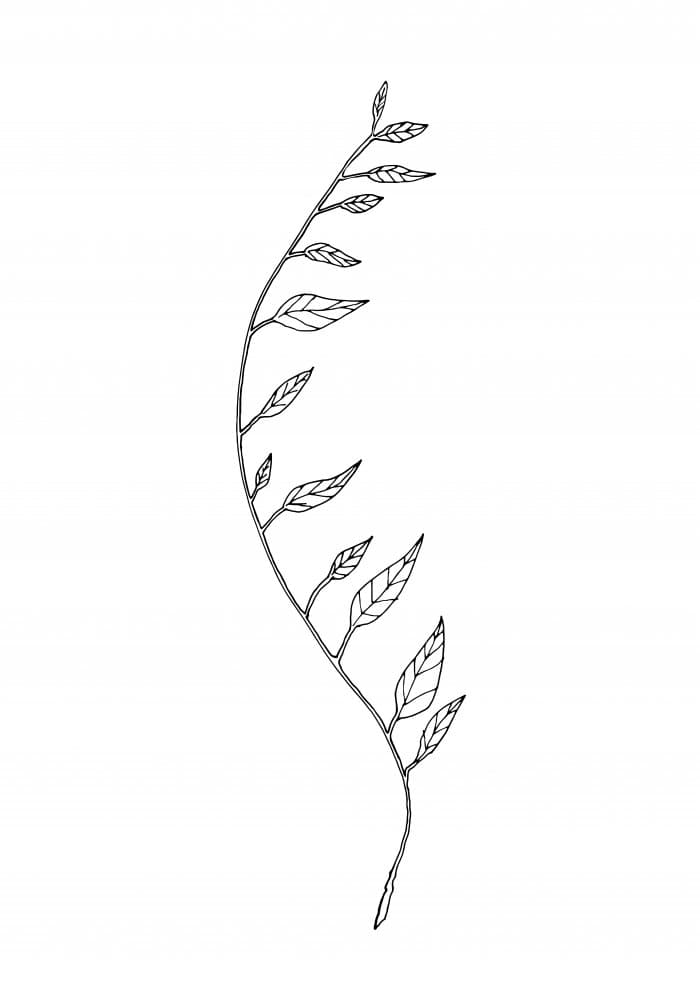 Delicate Leafy Branch by Pictufy Studio II — canvas wall art