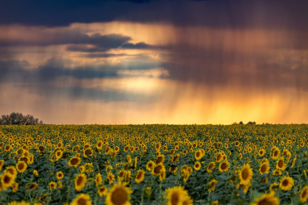 Golden Sunflower Stormy Sky by Robert Istodor-Iocsa — canvas wall art