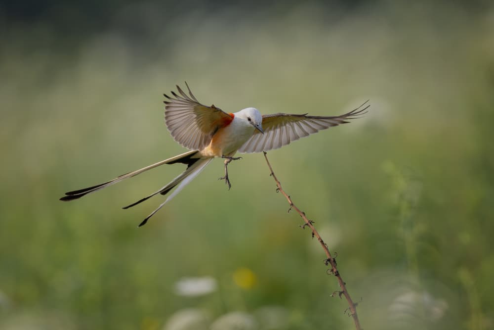 Long-tailed Bird Landing by Max Wang — canvas wall art