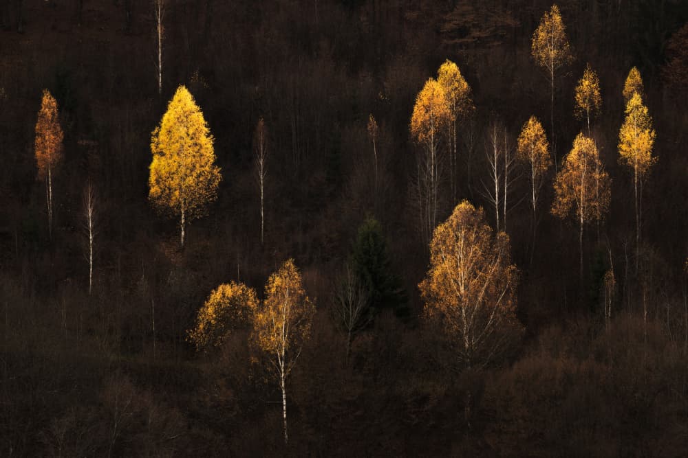 Glowing Autumn Woods by Vlad Paulet — canvas wall art