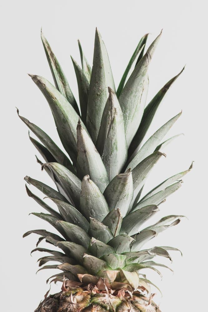 Minimal Pineapple Crown by Pictufy Studio III — canvas wall art