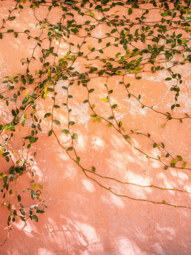 Botanical San Miguel de Allende | Mexico travel photography by Raisa Zwart — canvas wall art