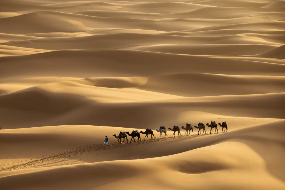 Camel caravan of Sahara, Morocco by Dan Mirica — canvas wall art