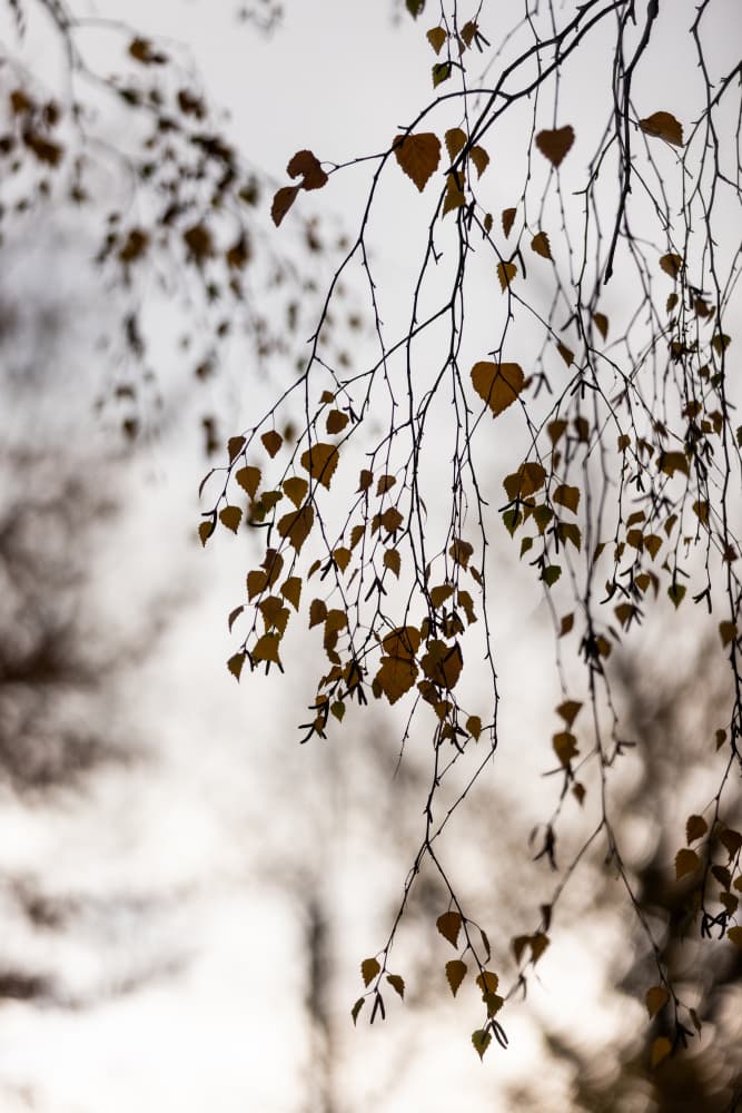 Autumn Glow by Mareike Böhmer — canvas wall art