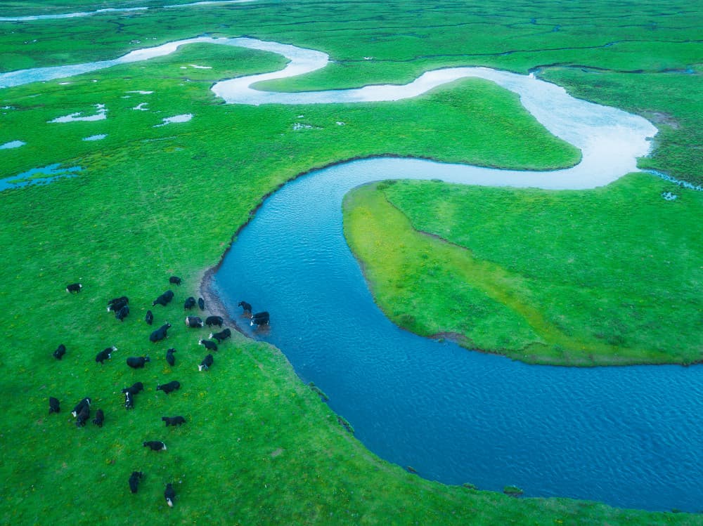 Winding River Green Landscape by Bingo Z — canvas wall art