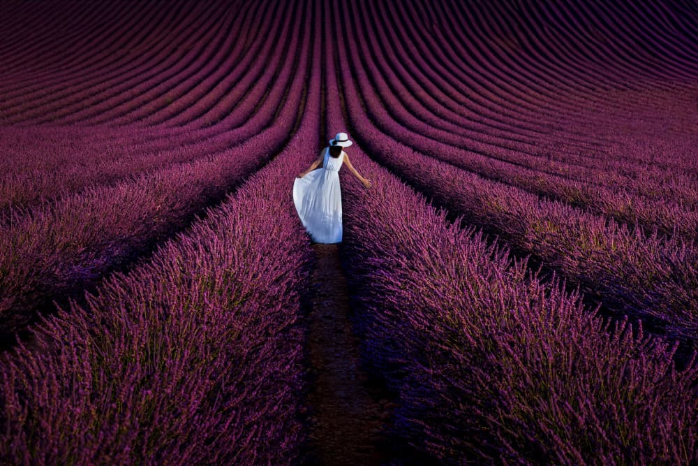 Elegant Lavender Walk by Kenneth-Wei Zeng — canvas wall art