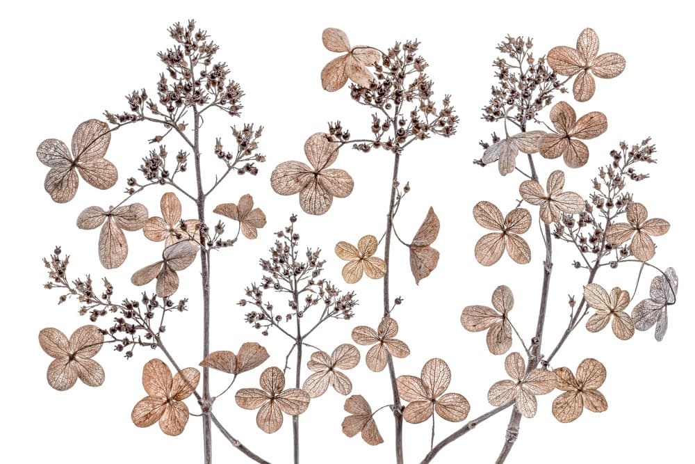 Hydrangea paniculata by Mandy Disher — canvas wall art