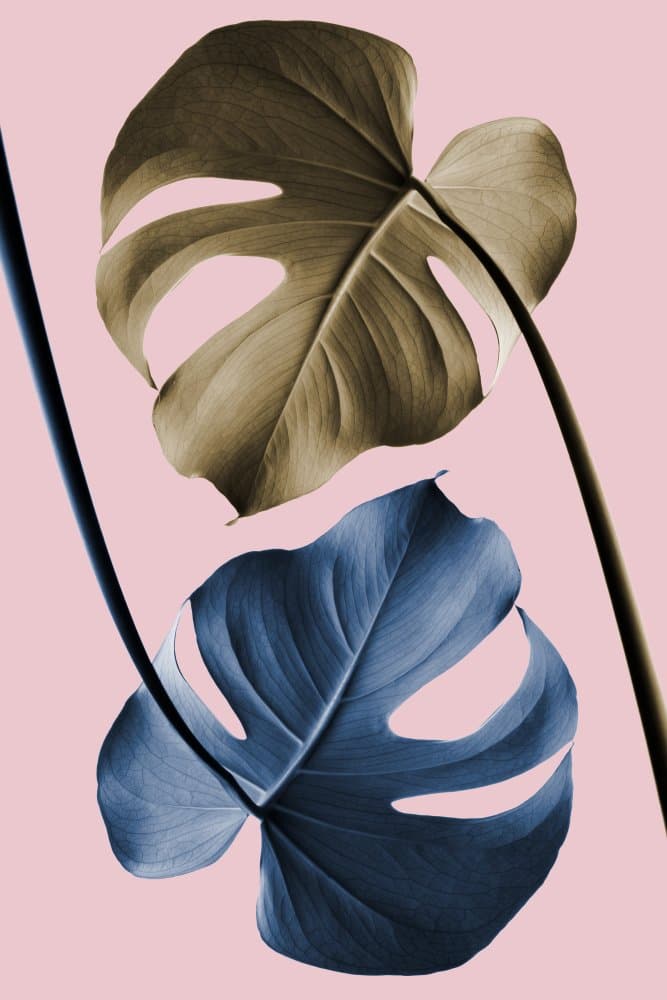 Pink and Blue Monstera by Pictufy Studio III — canvas wall art