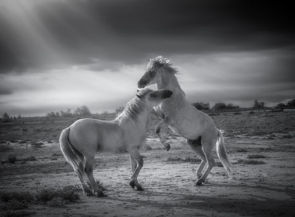 Wild Horse Drama by joanaduenas — canvas wall art