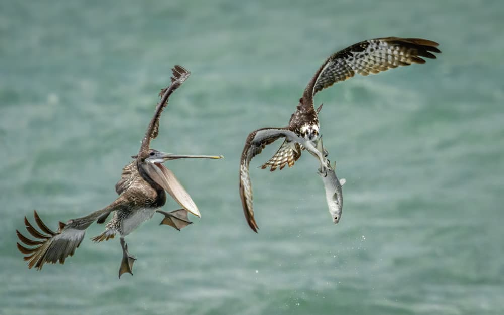Osprey Pelican Challenge by John J. Chen — canvas wall art