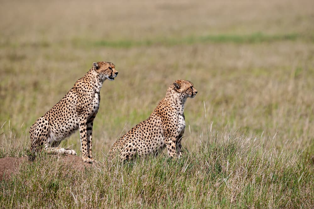 Cheetahs on Watch by Massimo Felici — canvas wall art