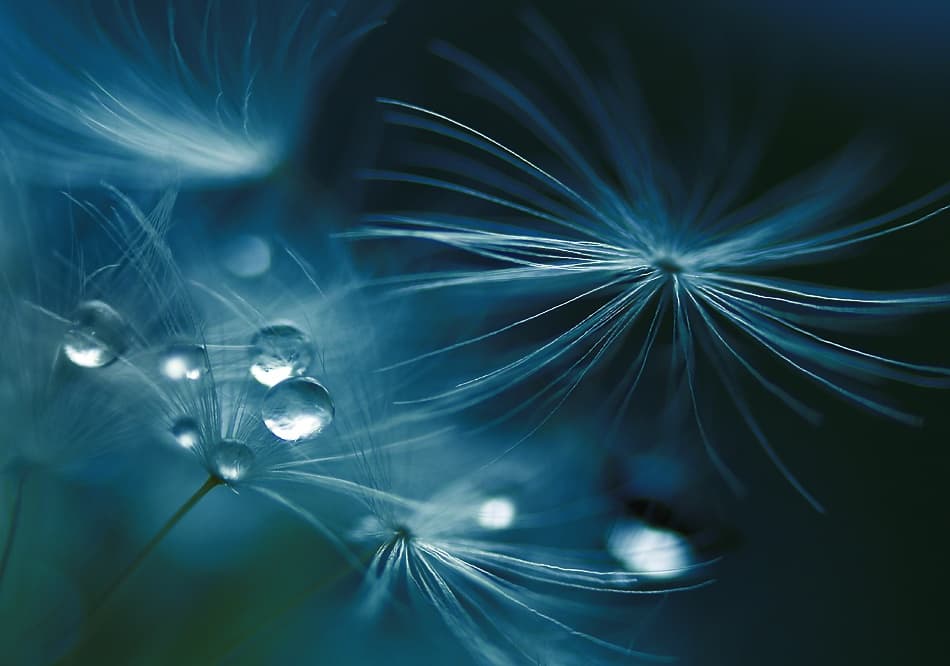 Glistening Dandelion Seeds by Adriana K.H. — canvas wall art