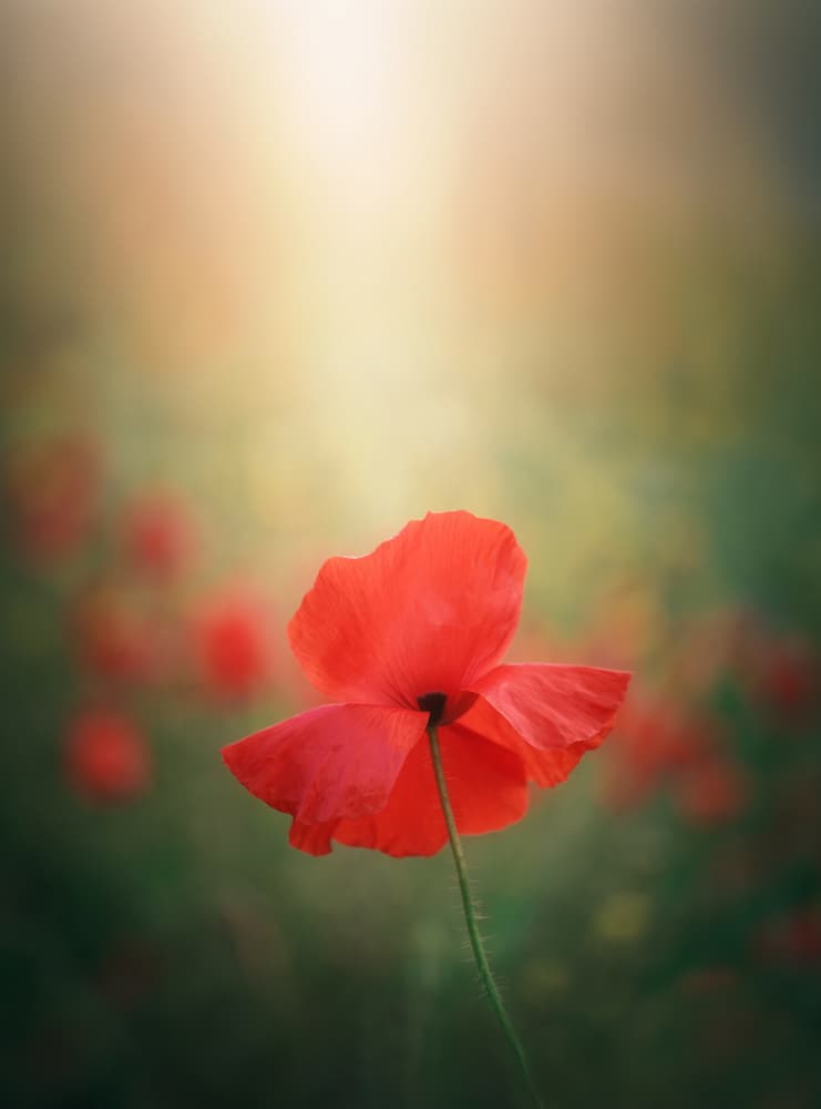 Poppy in Soft Light by joanaduenas — canvas wall art