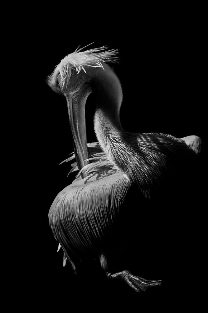 Majestic Pelican Silhouette by Jealousy — canvas wall art
