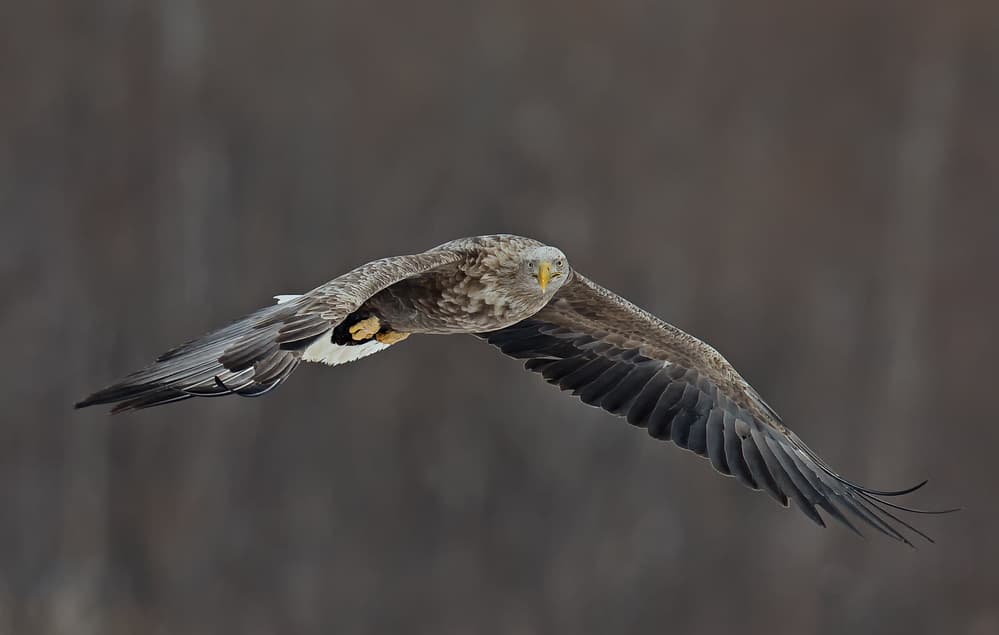 Flying White-tailed Eagle by C.S. Tjandra — canvas wall art