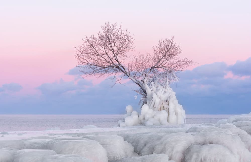 Icy Tree Pink Sky by Larry Deng APA — canvas wall art