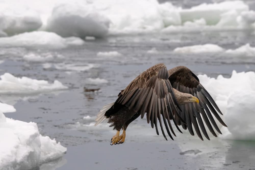Eagle Over Ice Floes by Q Liu — canvas wall art