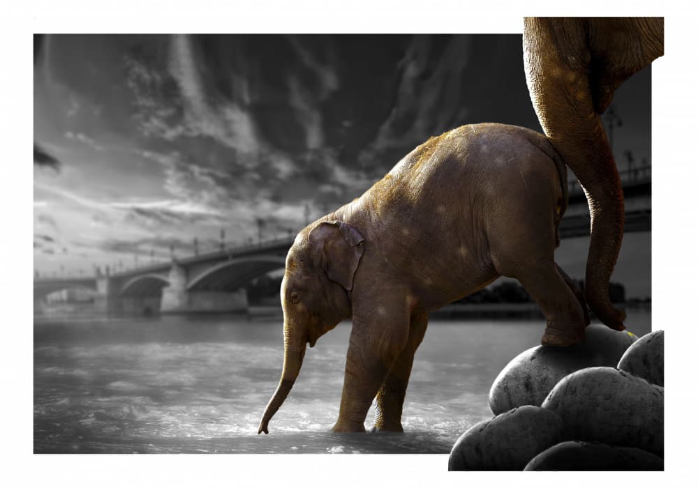 Baby Elephant River City by Fadil Roze — canvas wall art