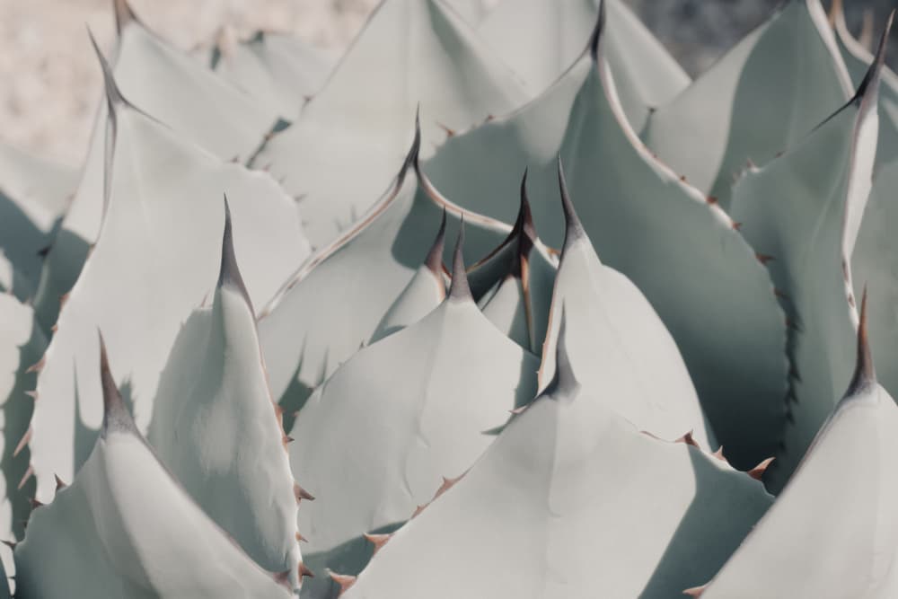 Agave Green Spikes by Stephanie Klatt — canvas wall art