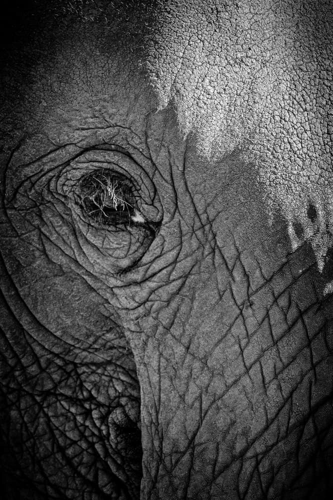 Wrinkled Elephant Gaze by Dan Edwards — canvas wall art