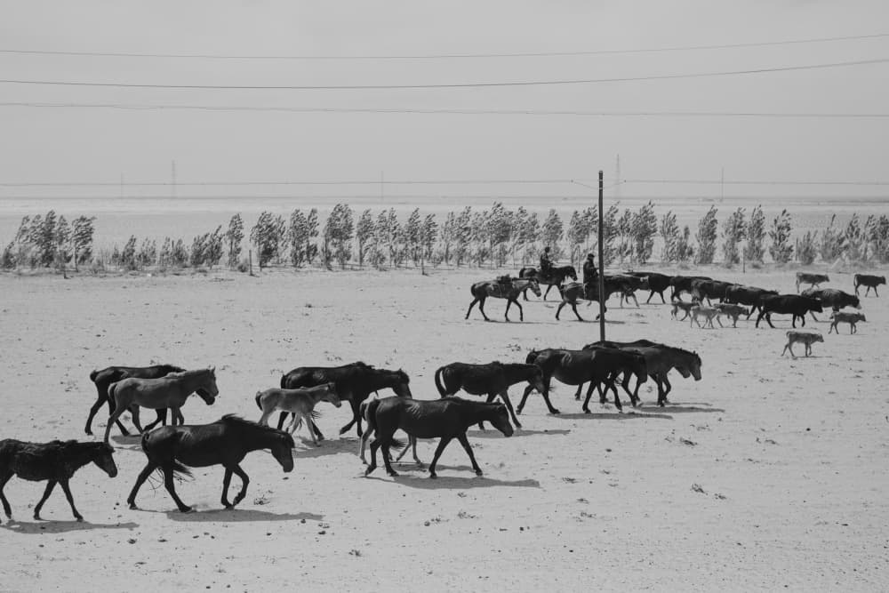 Desert Horse Herd by Jana Julian — canvas wall art