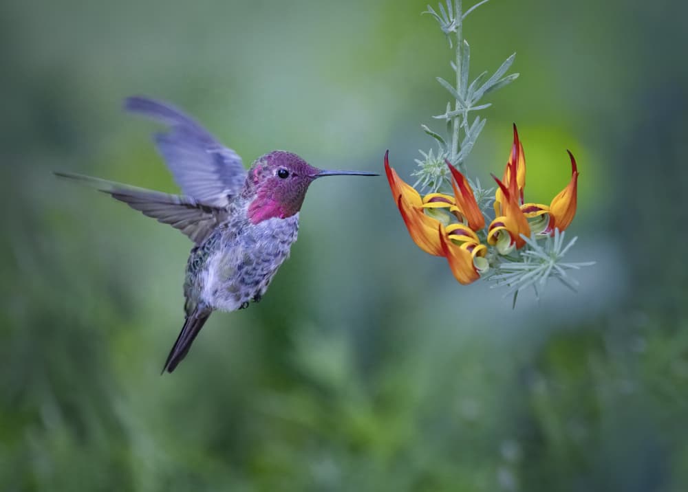 Hummingbird and Parrot Flower by Xiaojian Huang — canvas wall art