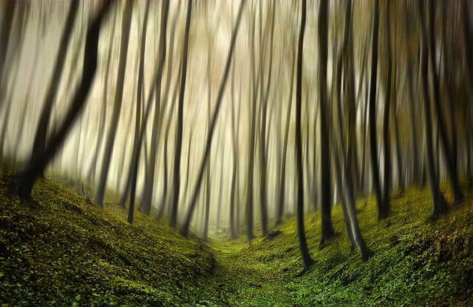Misty Forest Path by Samanta Krivec — canvas wall art