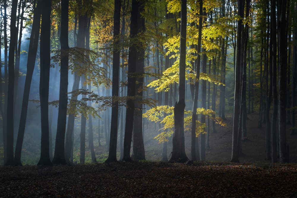 Misty Golden Forest by Alexandru Ionut Coman — canvas wall art