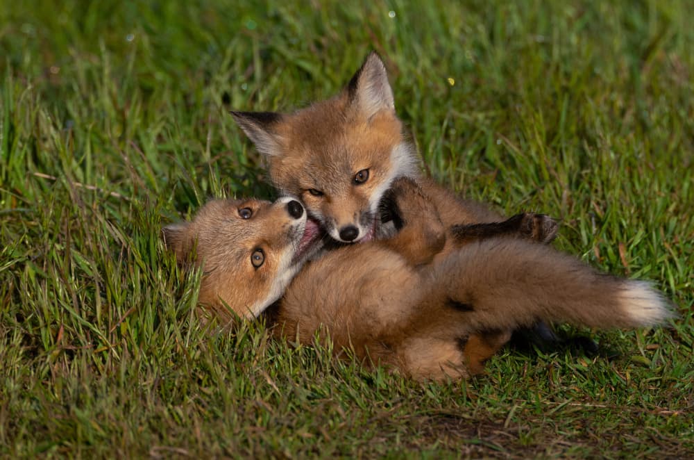 Playful Fox Kits by Johnson Huang — canvas wall art