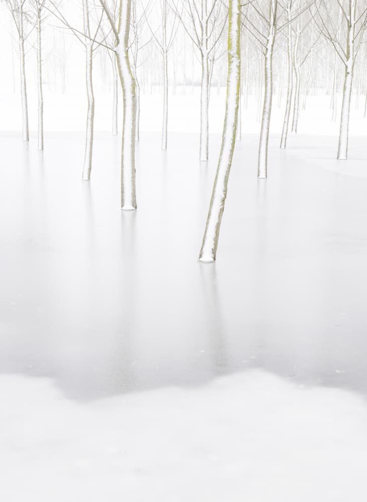 White Forest Reflections by Laurentiu Pavel — canvas wall art
