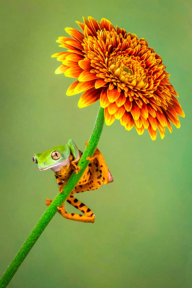 Playful Frog on Gerbera by Renee Doyle — canvas wall art