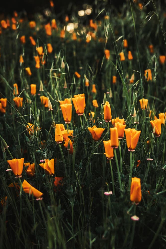 Vibrant Orange Blossoms by Tim Mossholder — canvas wall art