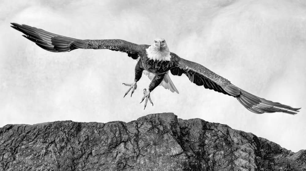 Majestic Eagle Descent by Jun Zuo — canvas wall art