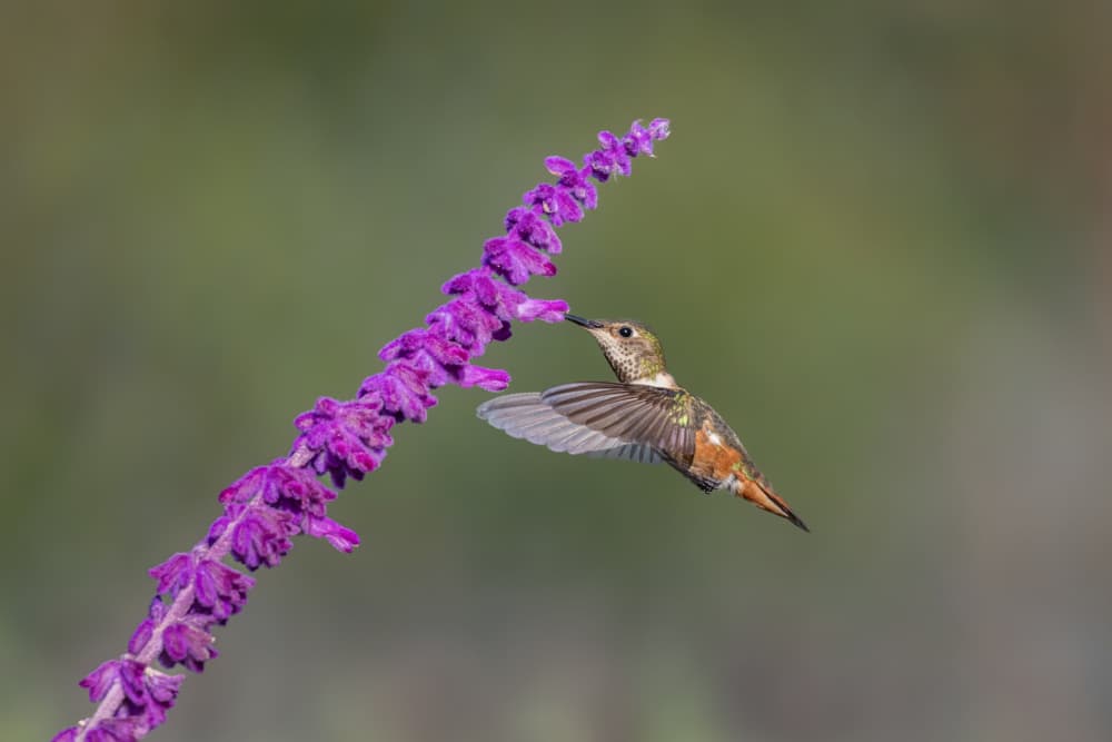 Hummingbird Purple Flower by Mark Strom — canvas wall art