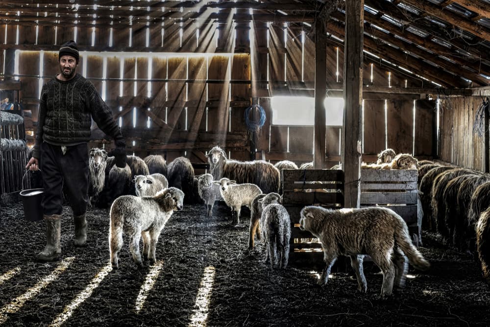 Barn Shepherd And Sheep by Irene Perovich — canvas wall art